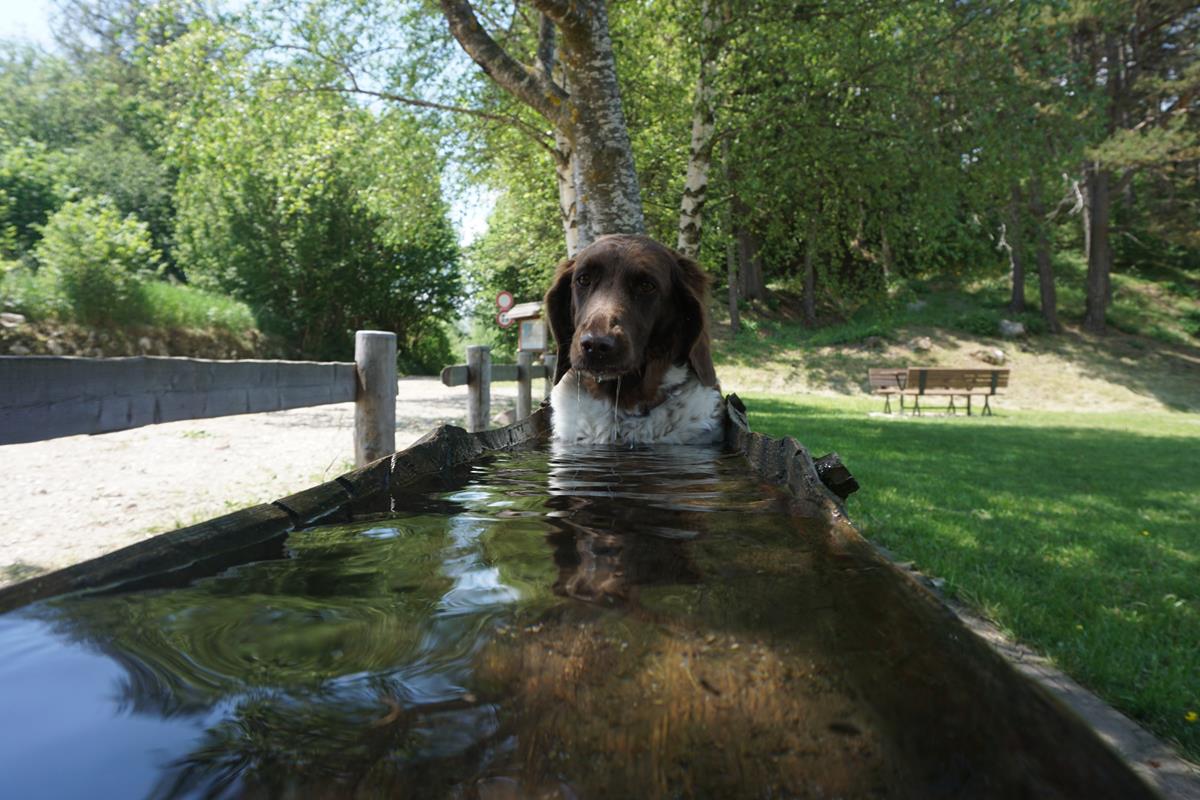 Wasser Wandern Hund