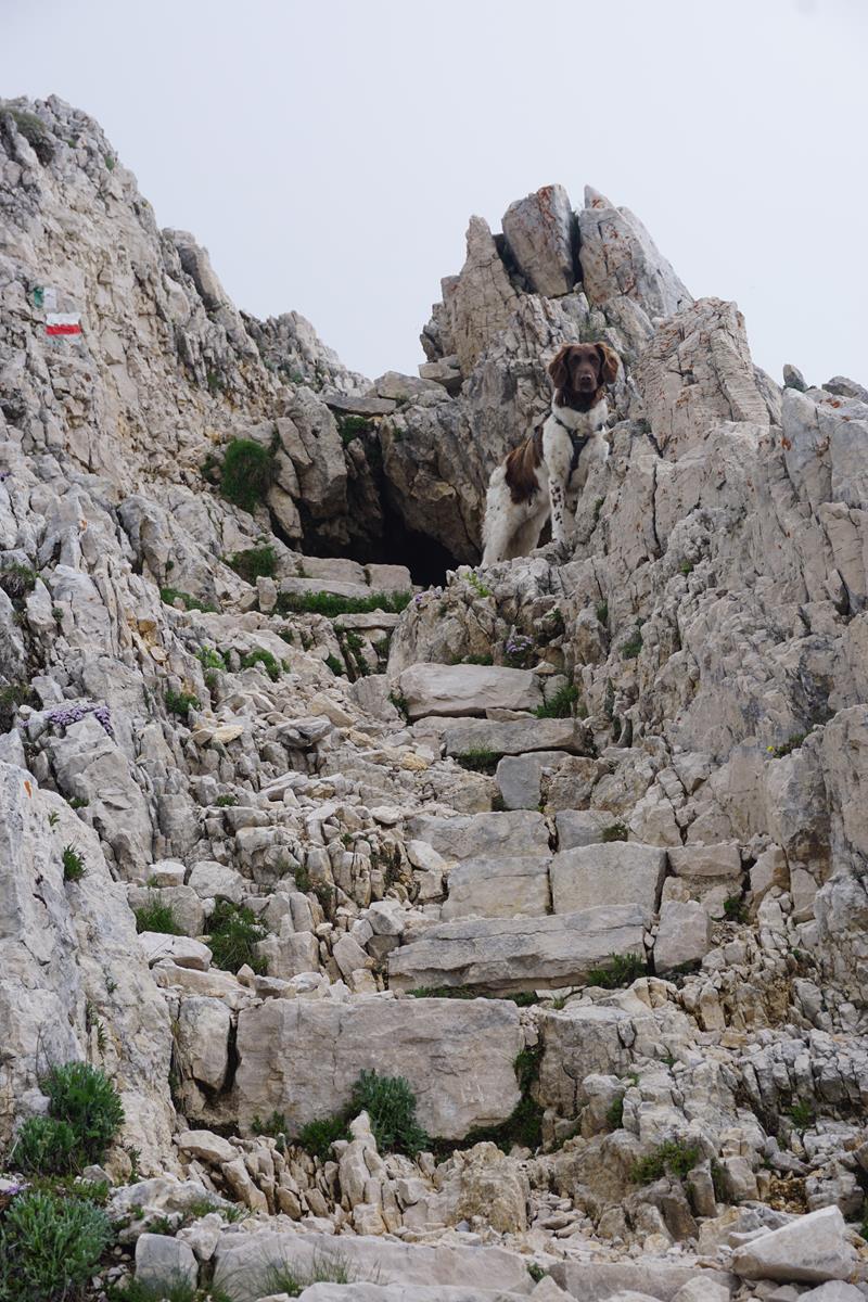 Bergwandern mit Hund