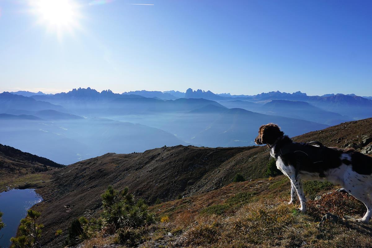 Hund in den Bergen 