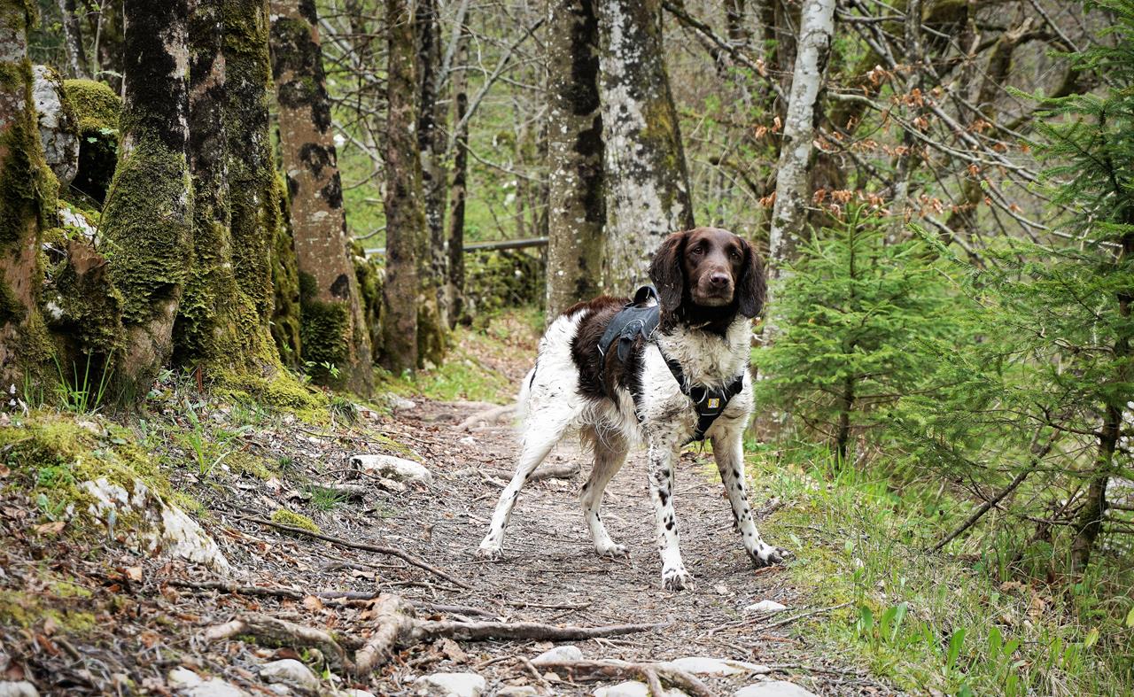 Wandern mit Hund