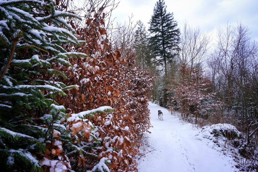 Winter im Rothaargebirge