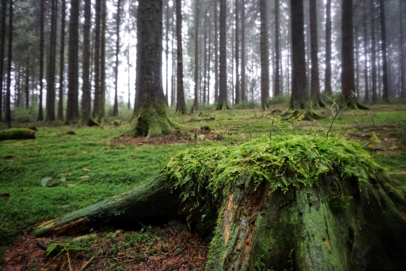 Wald im Rothaargebirge