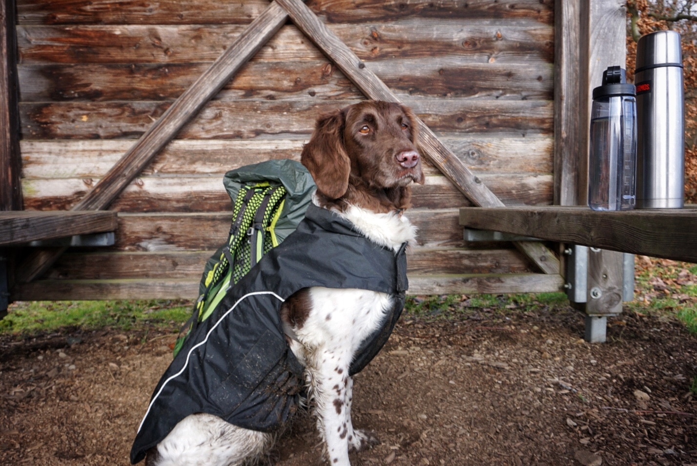 Wandern mit Hund