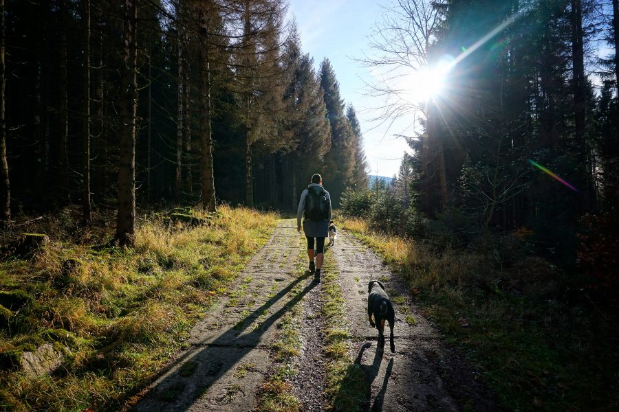 Harz
