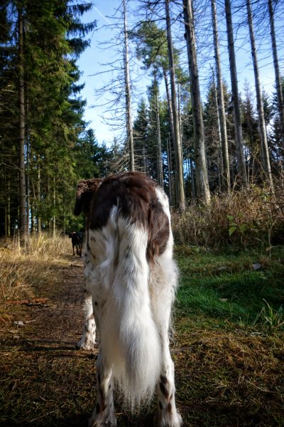Harz