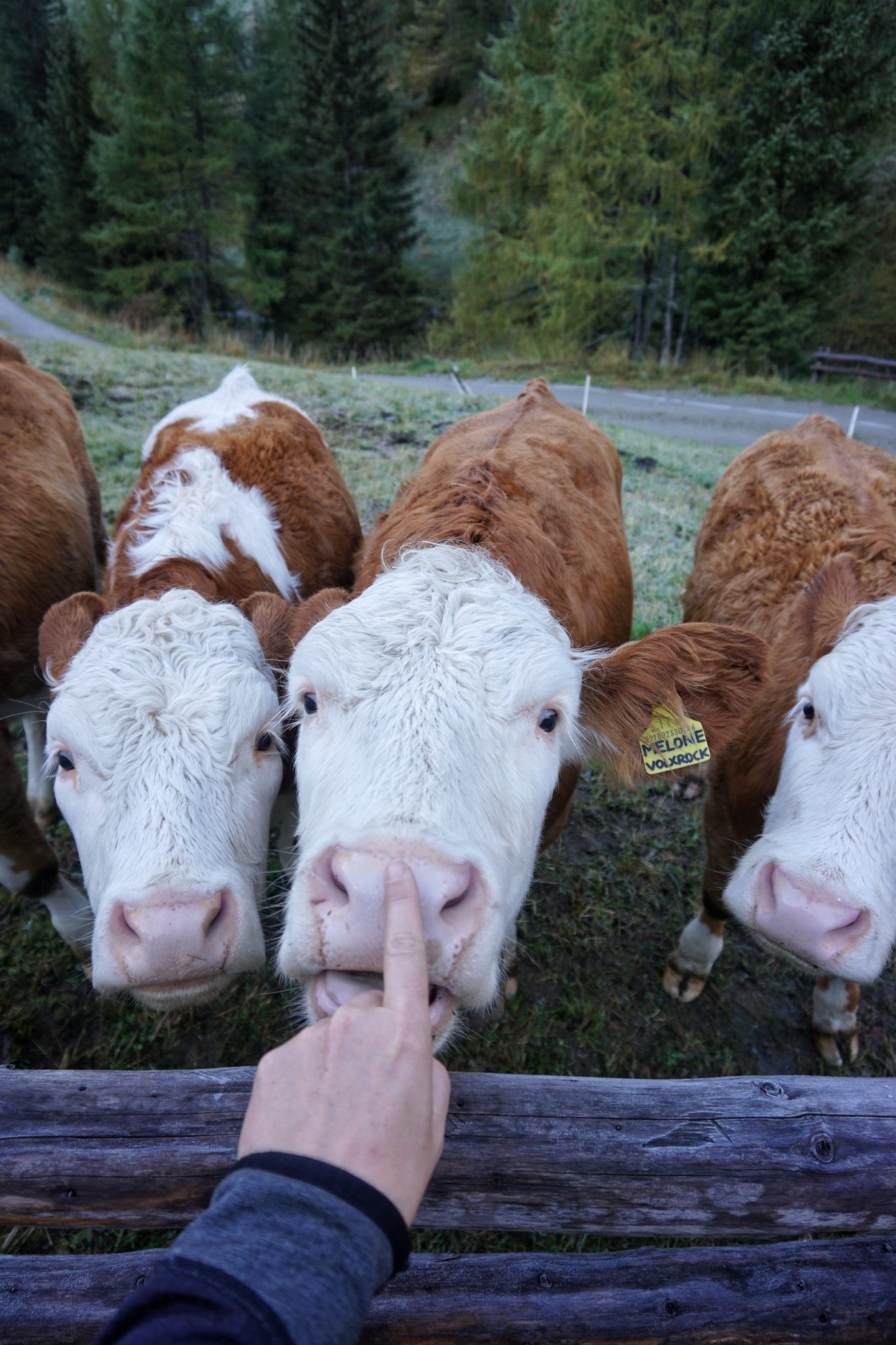 Kühe in den Bergen Almtiere