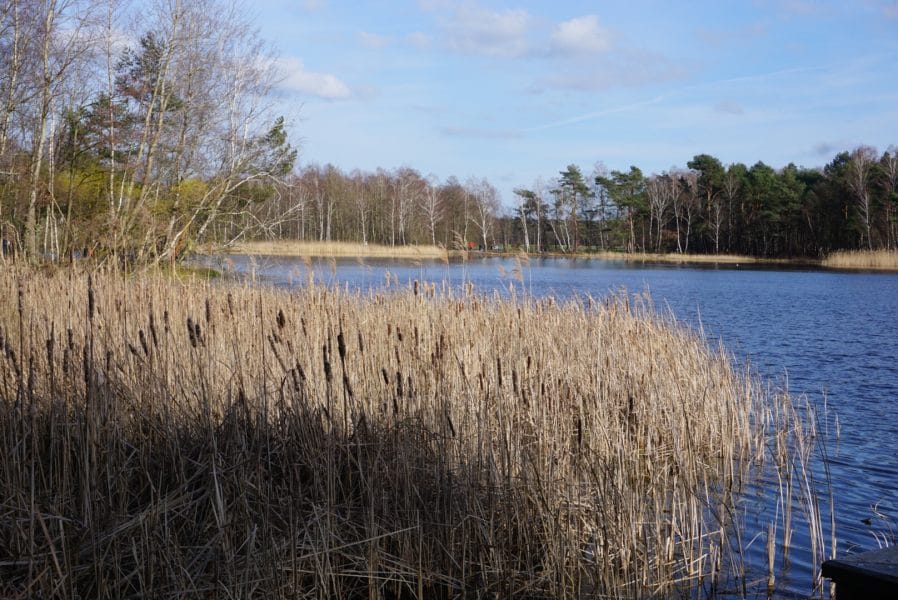 Würmsee