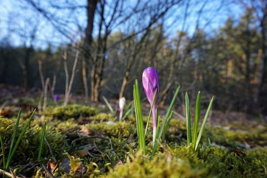Frühblüher