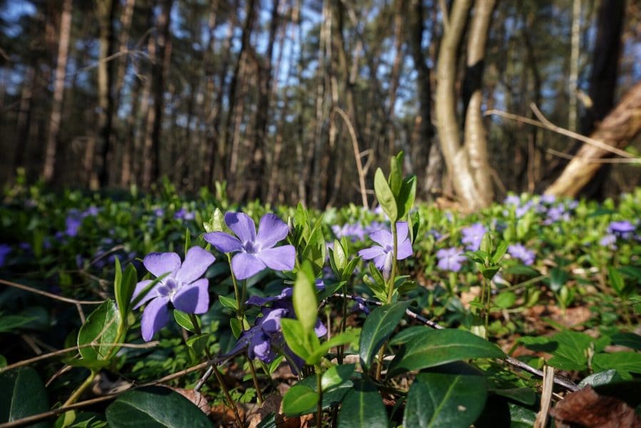 Frühling