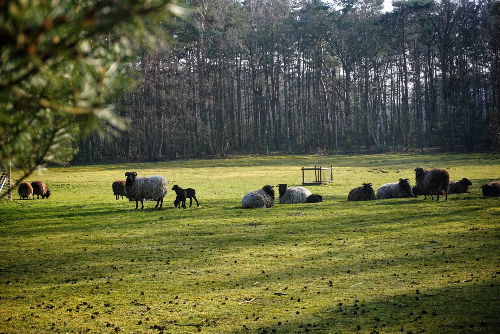 Heidschnucken