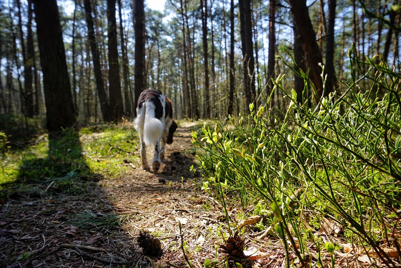 Wandern mit Hund
