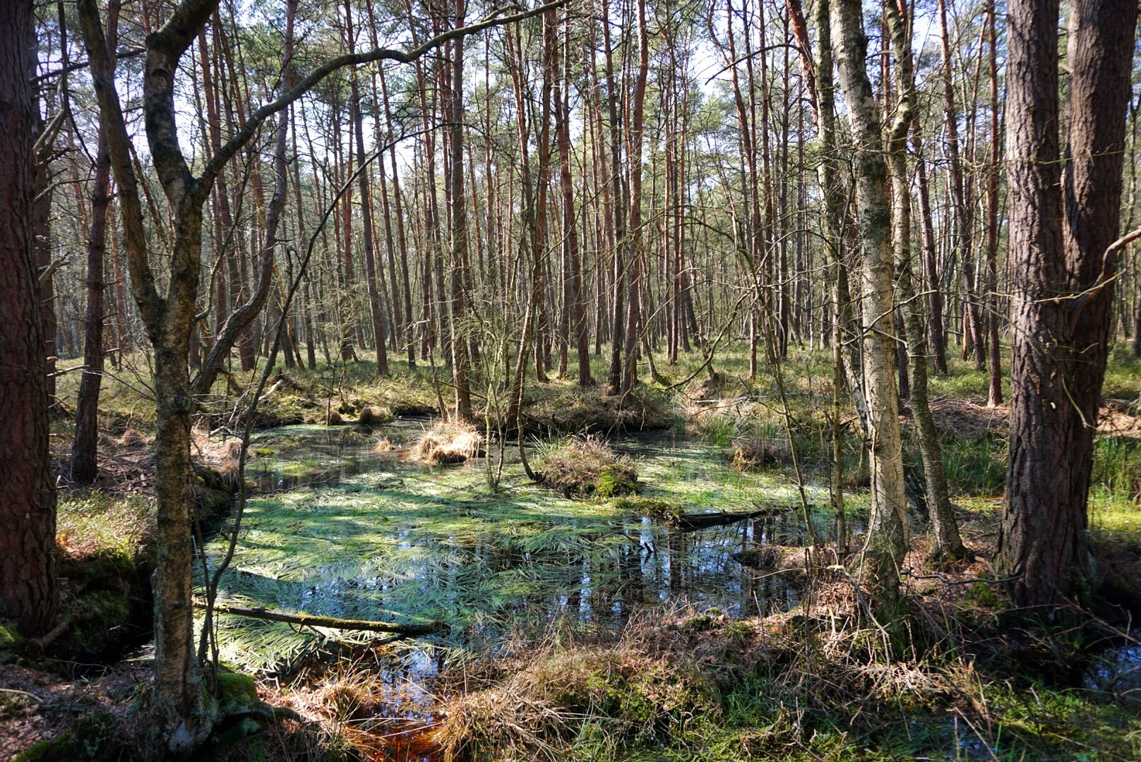 Oldhorster Moor