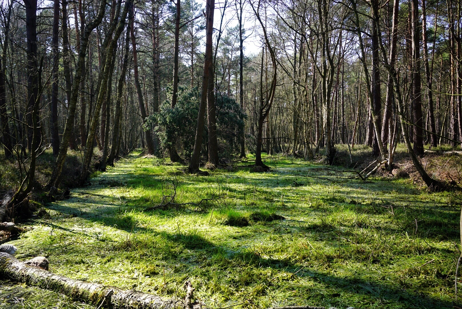 Oldhorster Moor