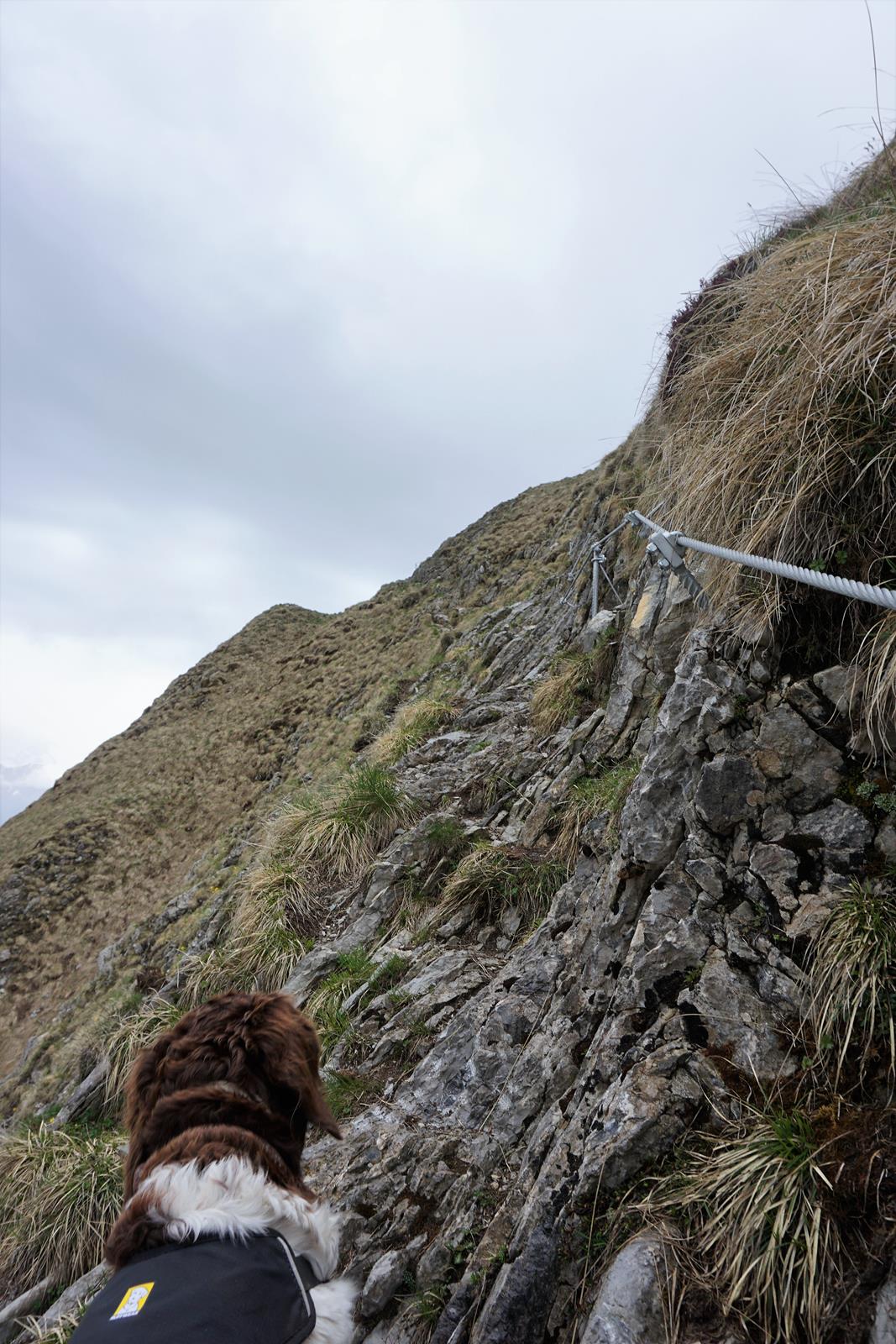 Klettern mit Hund