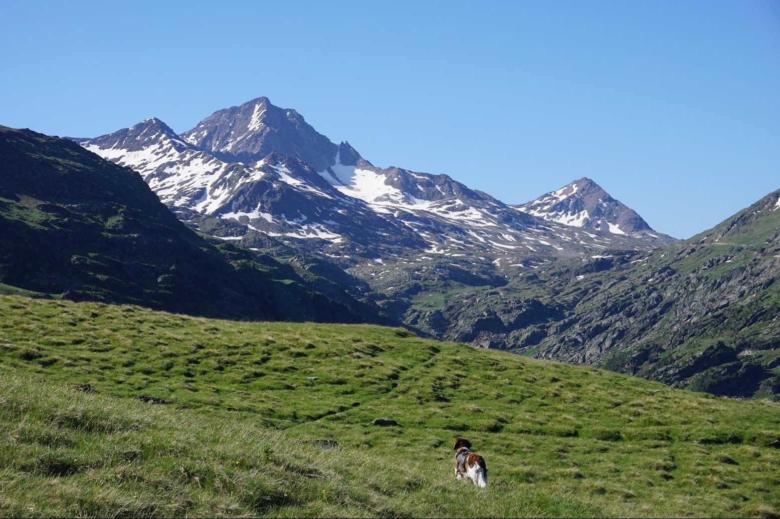 Bergwandern mit Hund