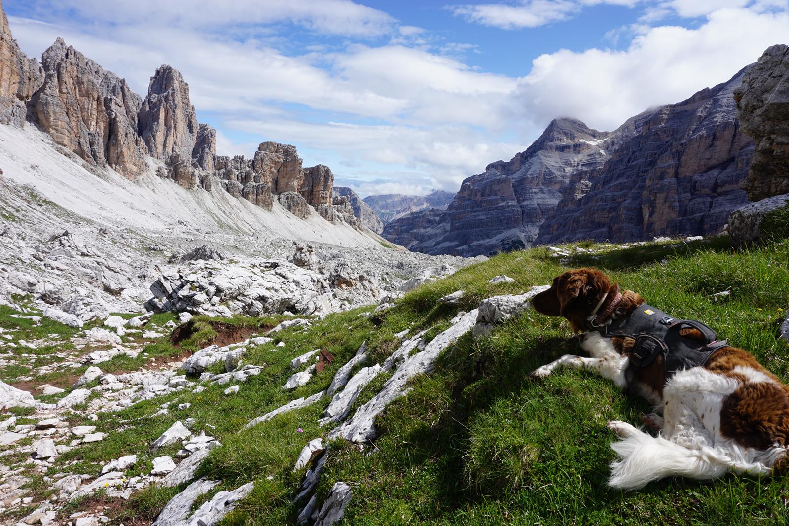 Hund in den Dolomiten