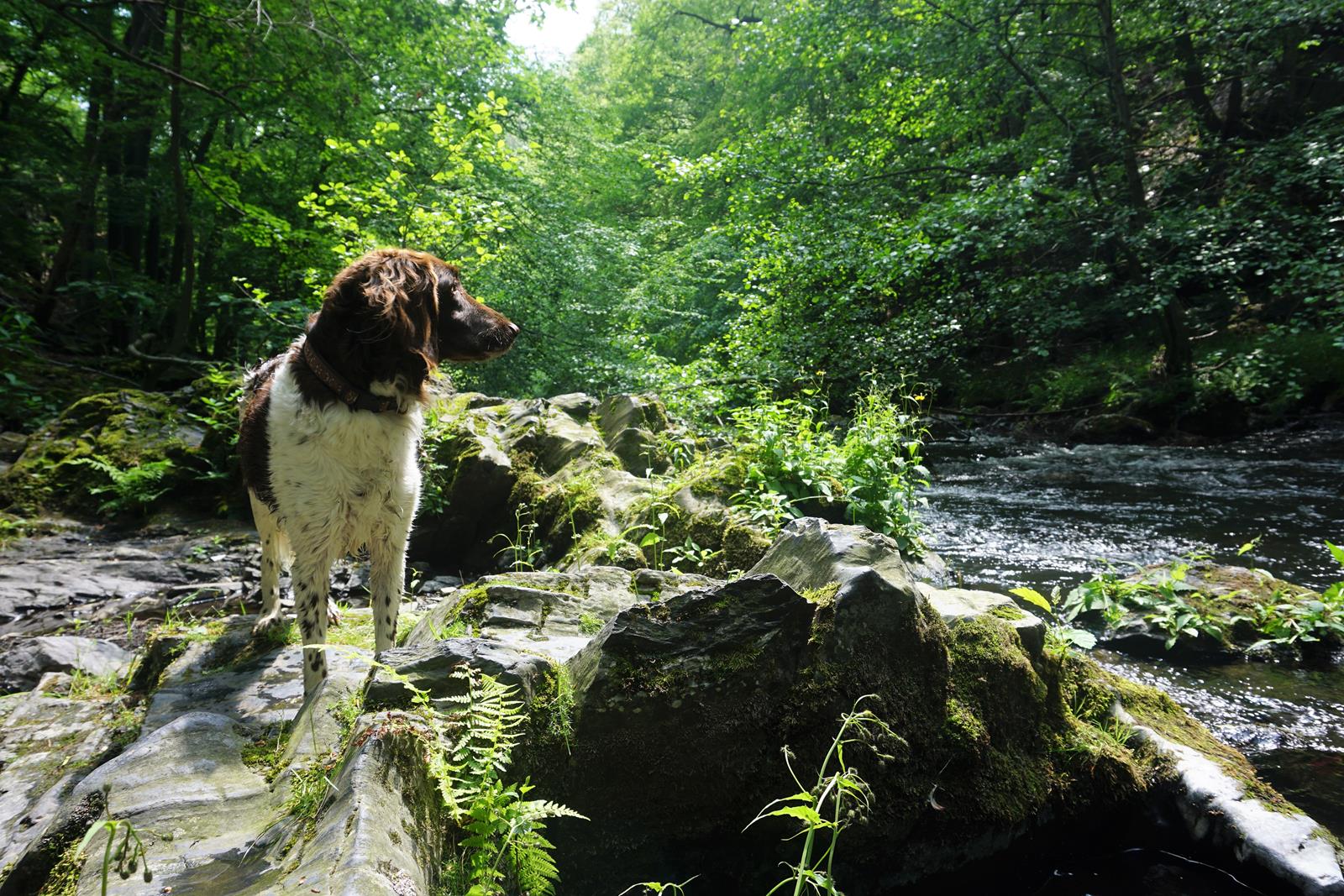 wandern mit hund