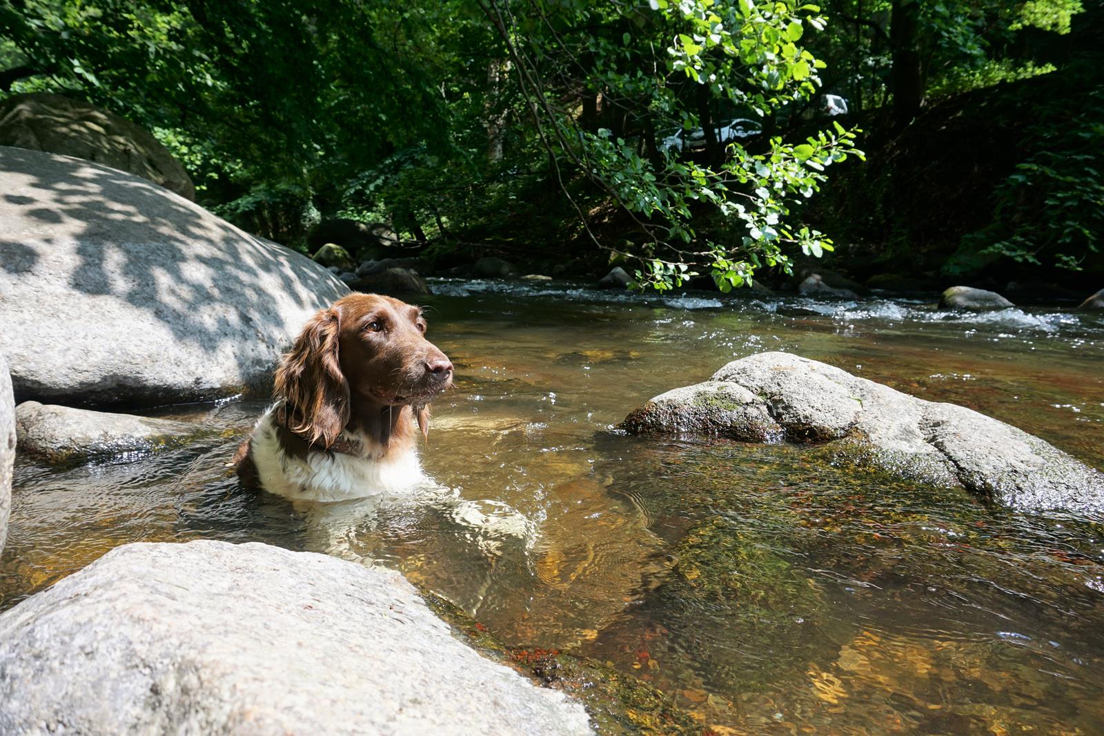 Hund Bode