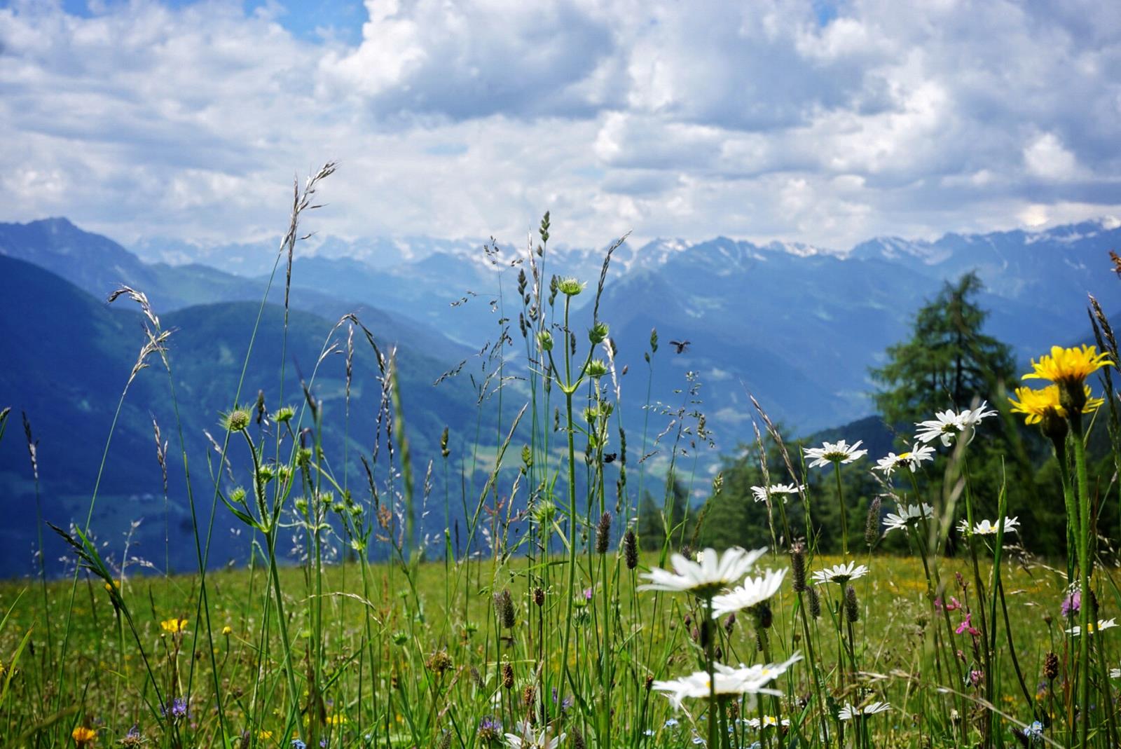 Blütenpracht in den Alpen