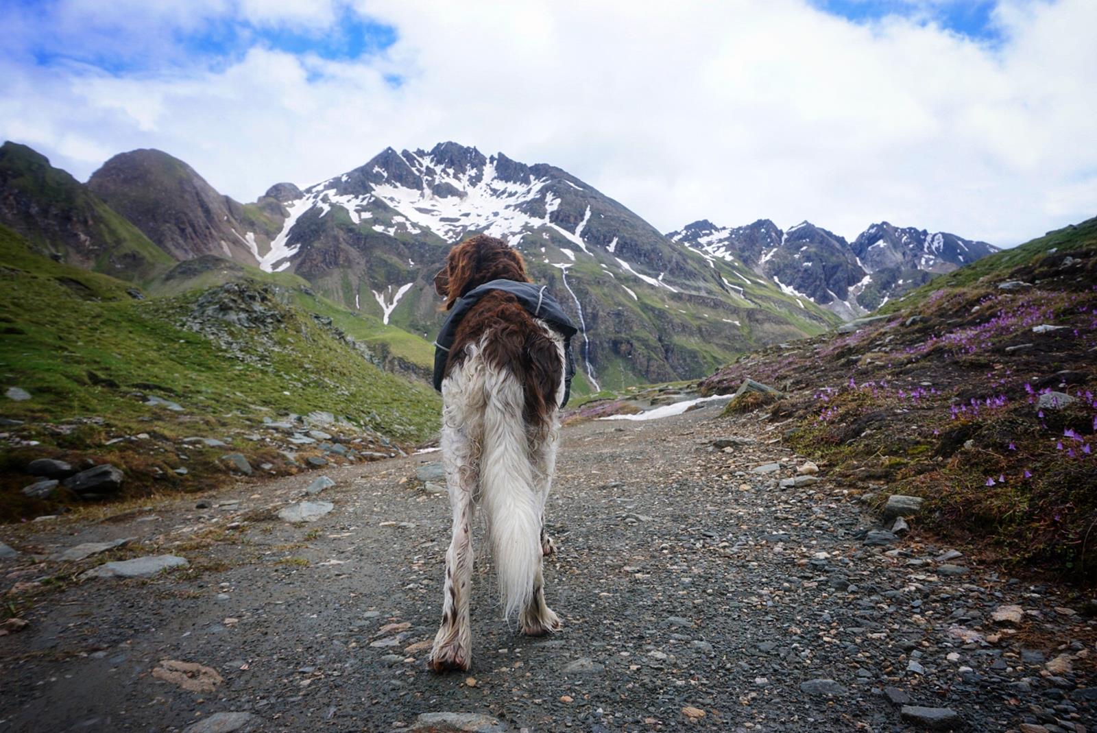 Hund in den Alpen