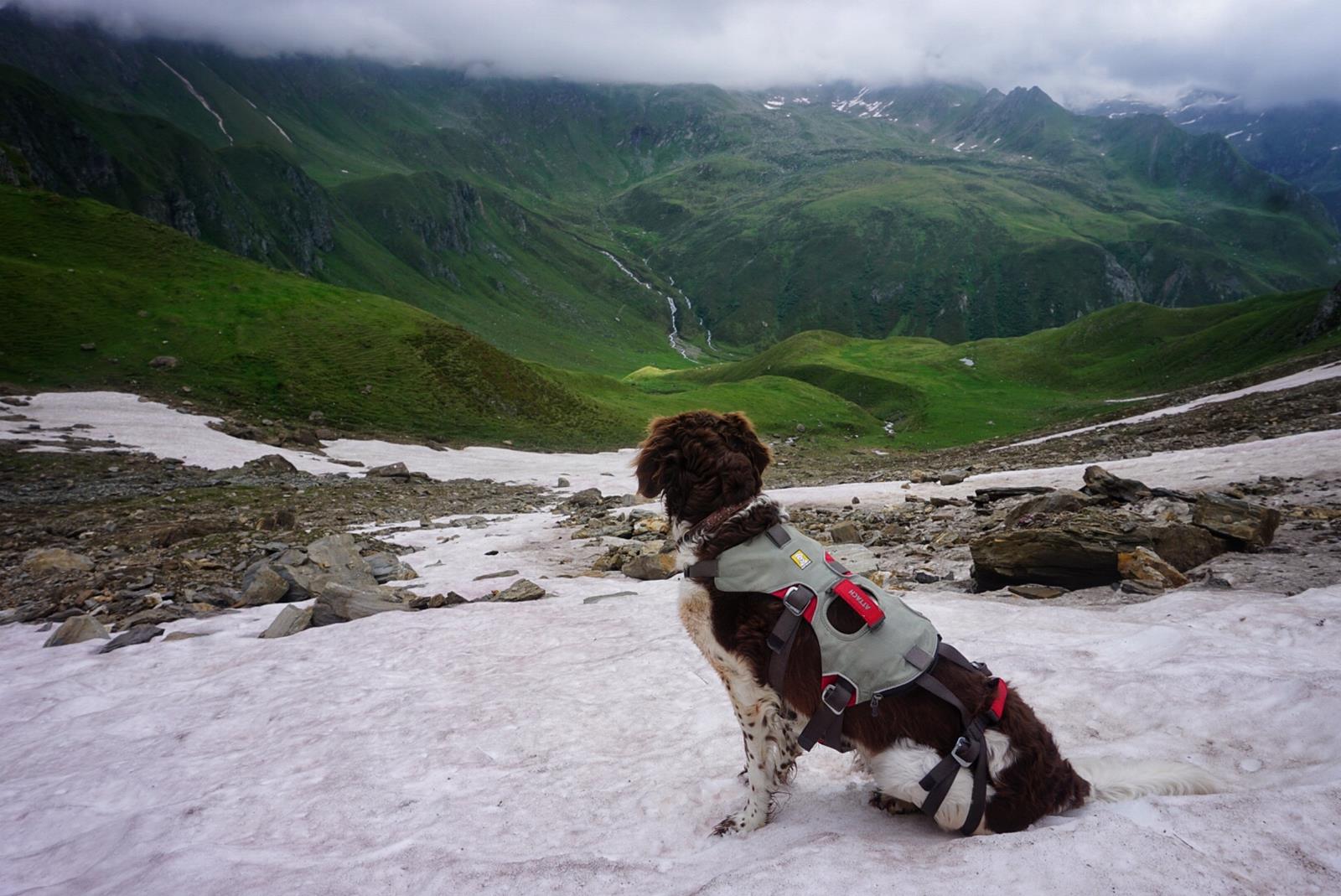 Hund in den Alpen