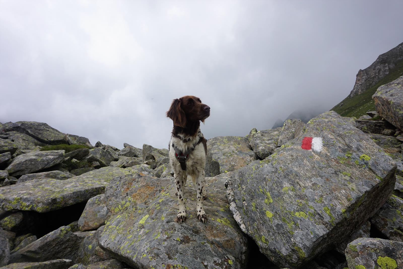 Hund im Gebirge