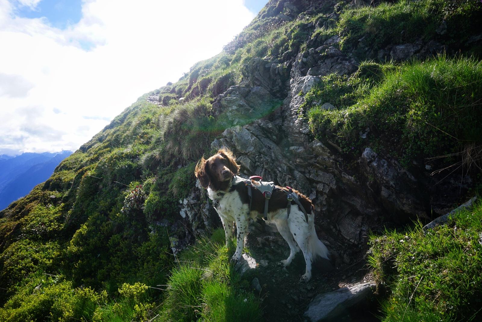 Wandern mir Hund