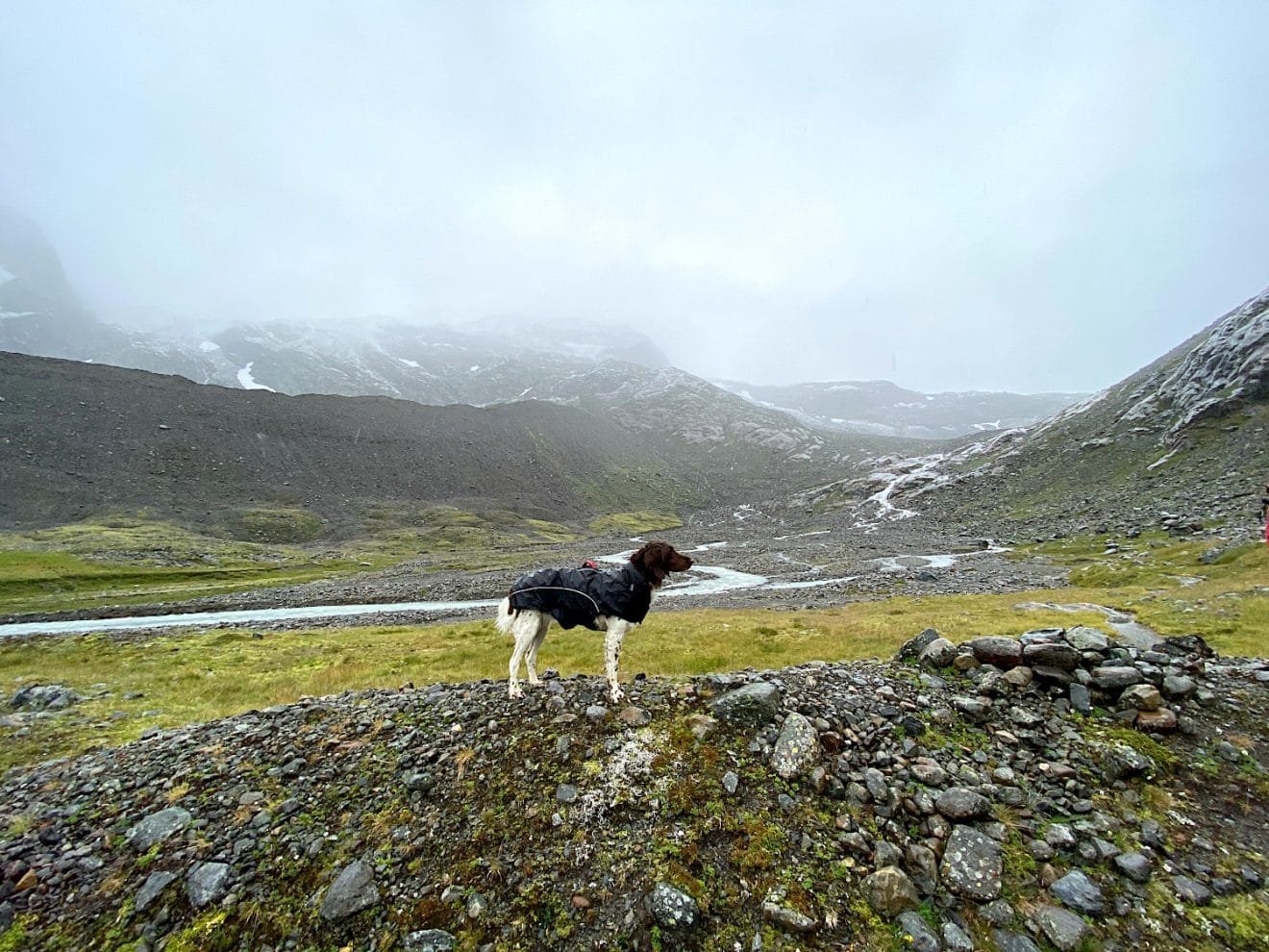 Bergwandern mit Hund