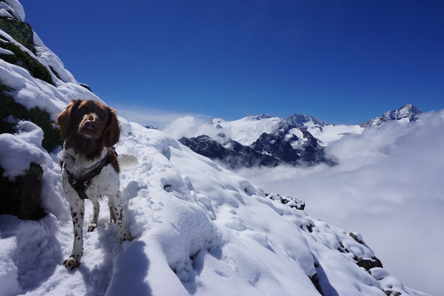 Bergsteigen mit Hund 