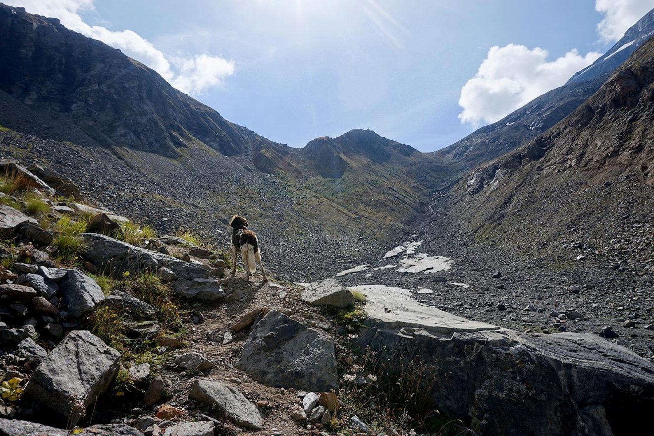 Wandern mit Hund