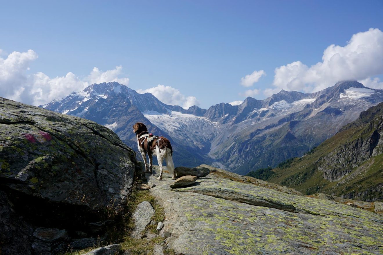 Mit Hund Bernina Tour