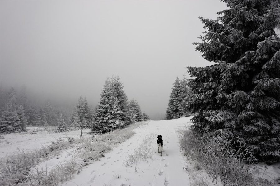 ZUm Brocken mit Hund