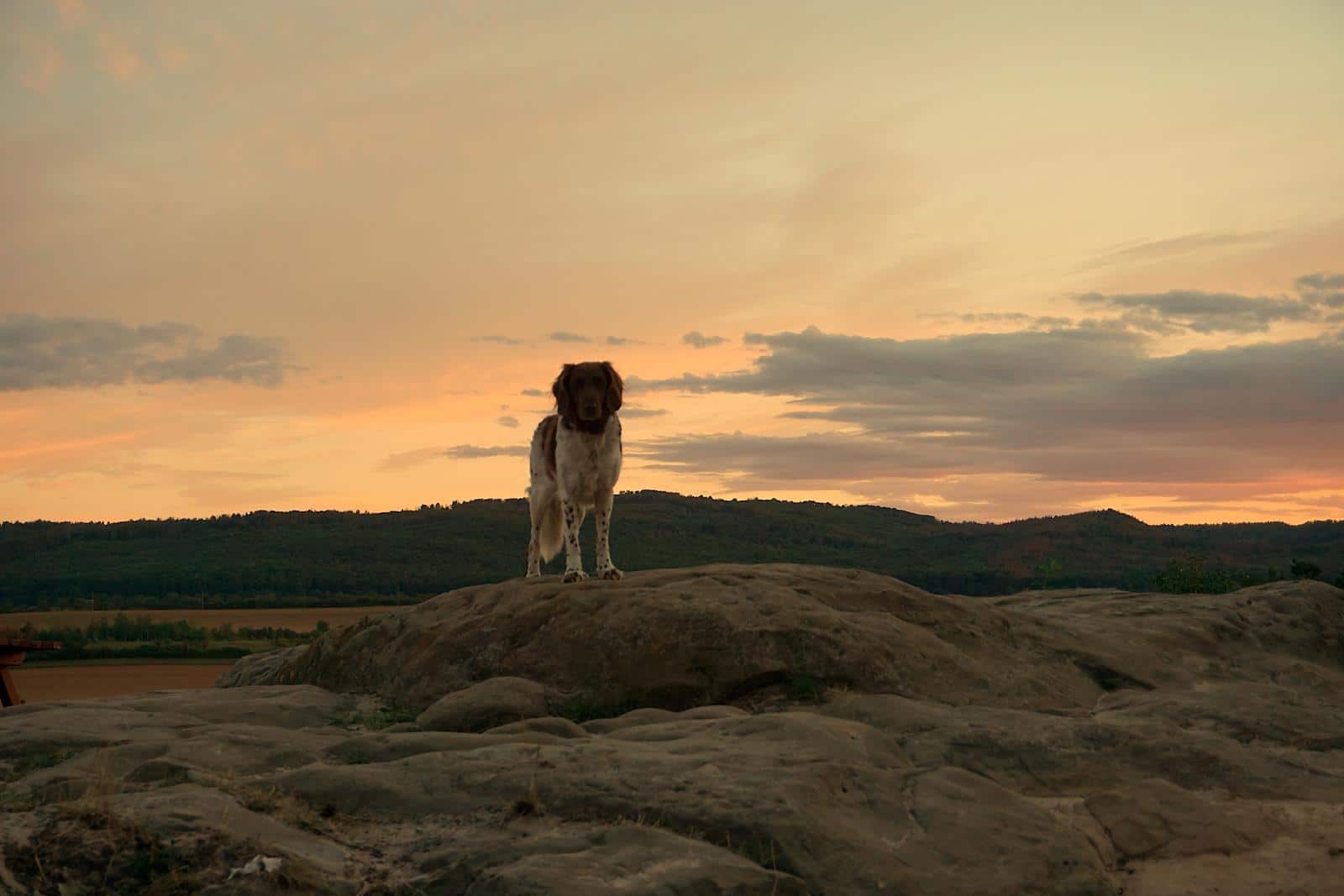 Wandern im Harz Sonnenuntergang