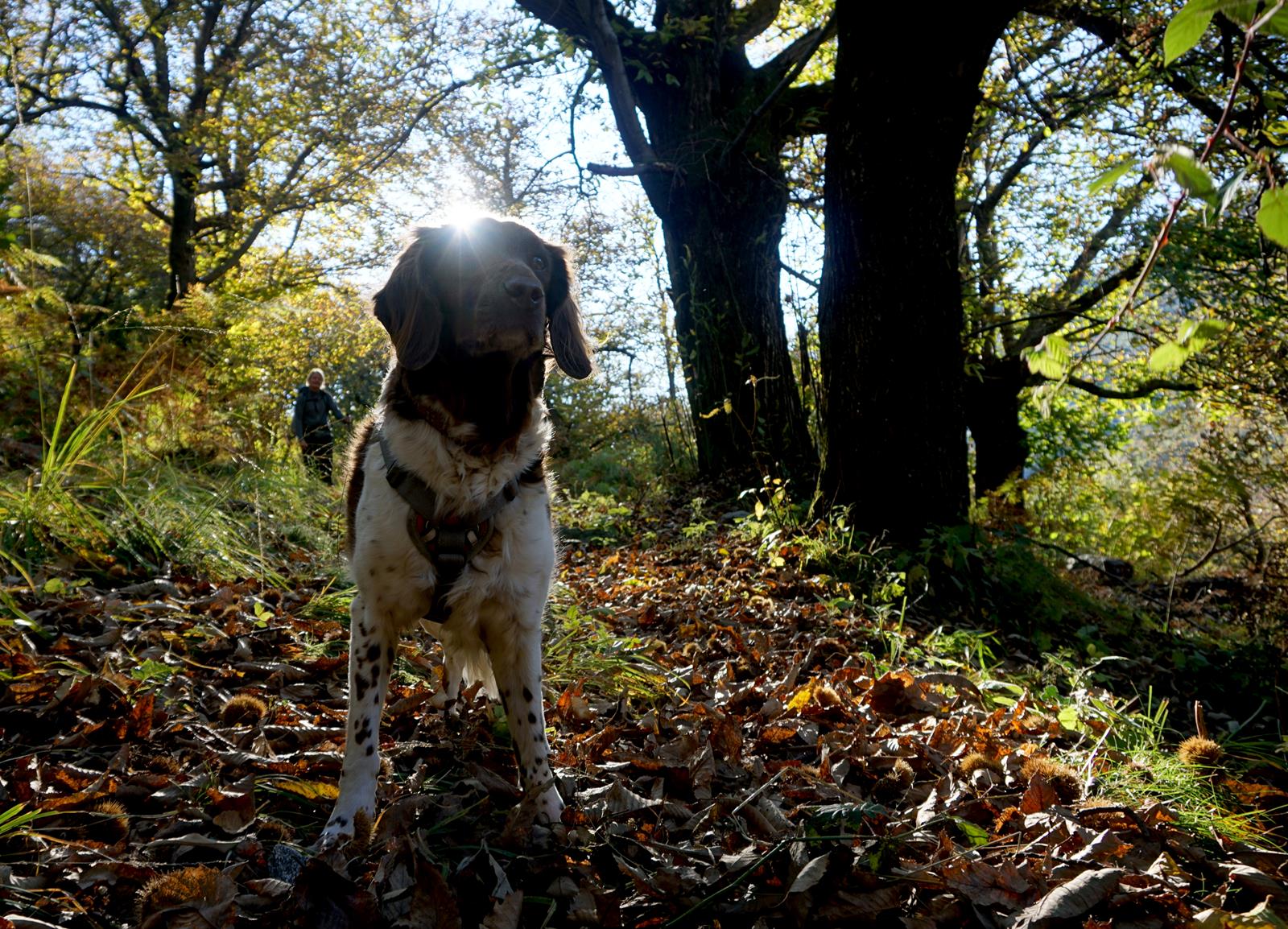 Fernwandern mit Hund