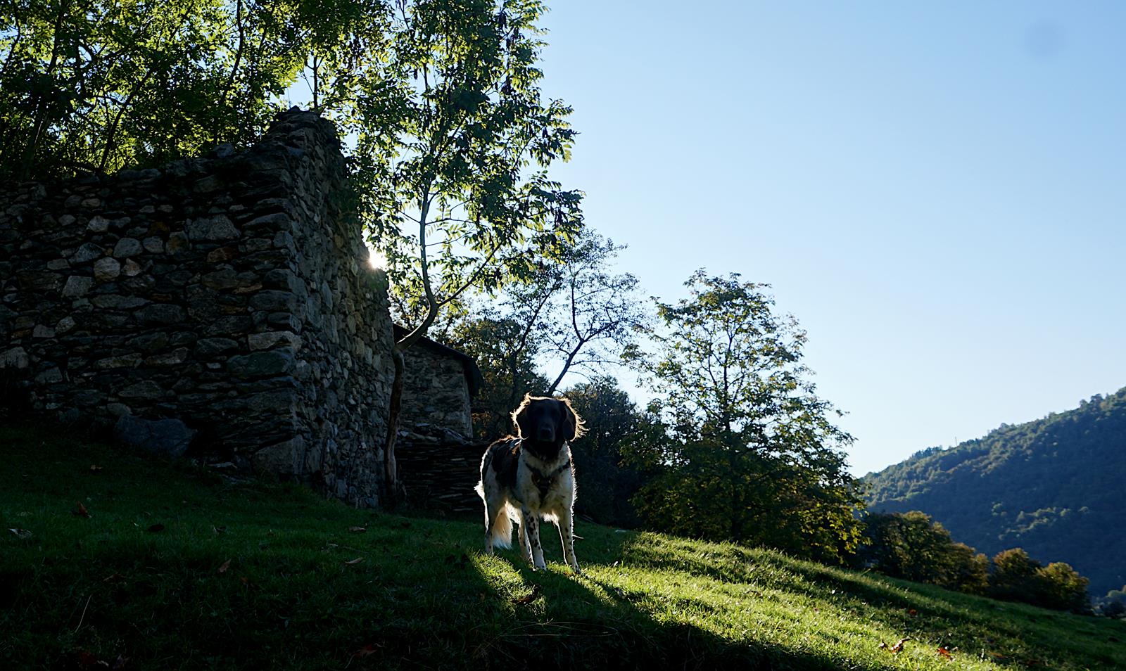 Via dei Monti Lariani mit Hund