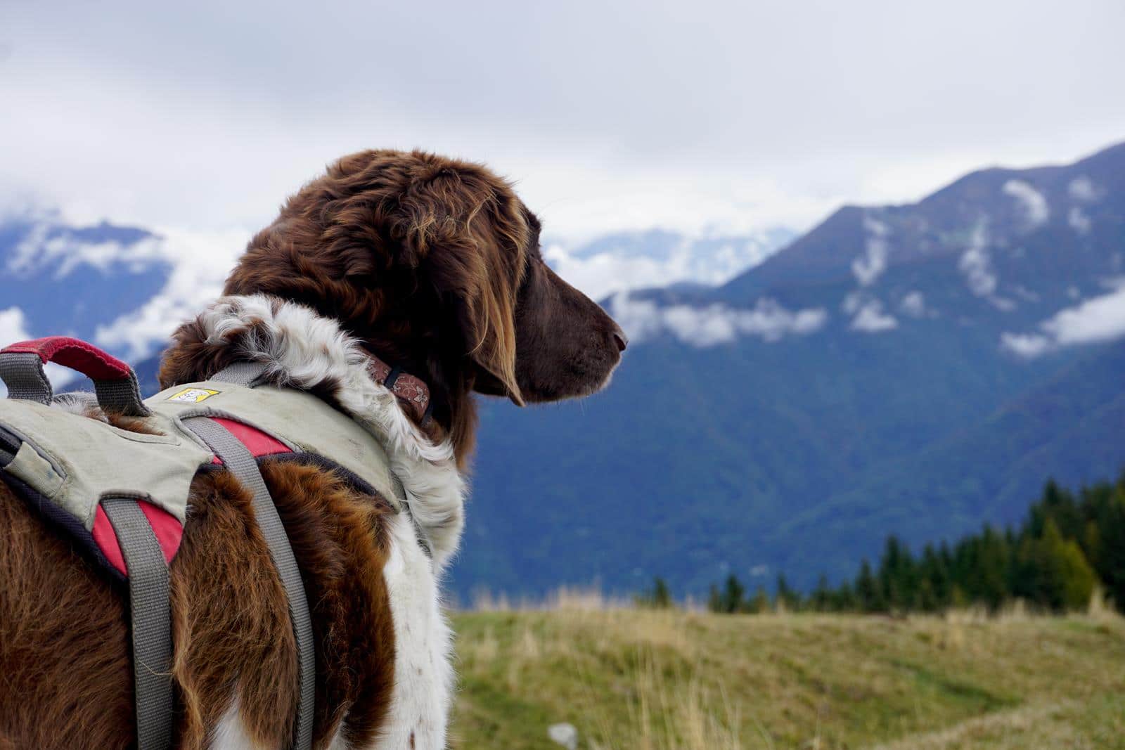 Wandern mit Hund