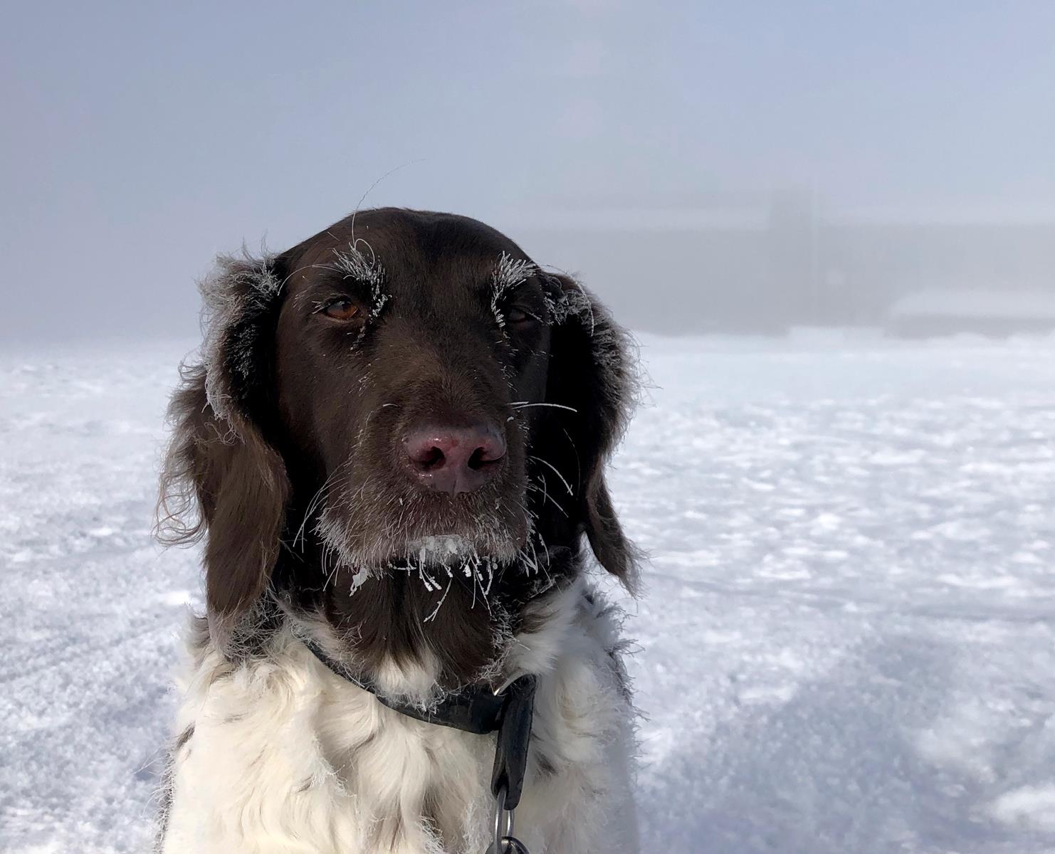 Brockengipfel Hund auf den Brocken