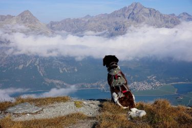 Bergwandern mit Hund