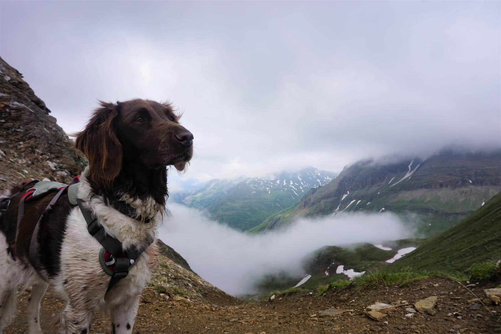 Alpin Wandern Hund