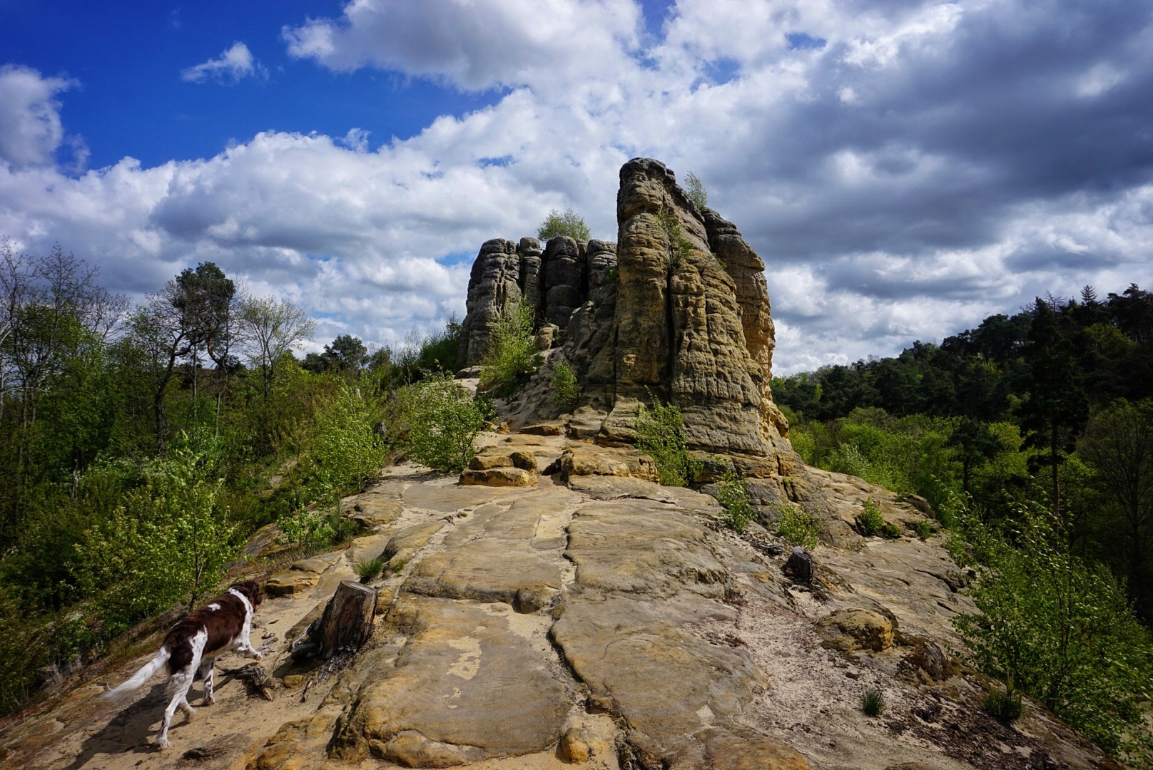 Harz