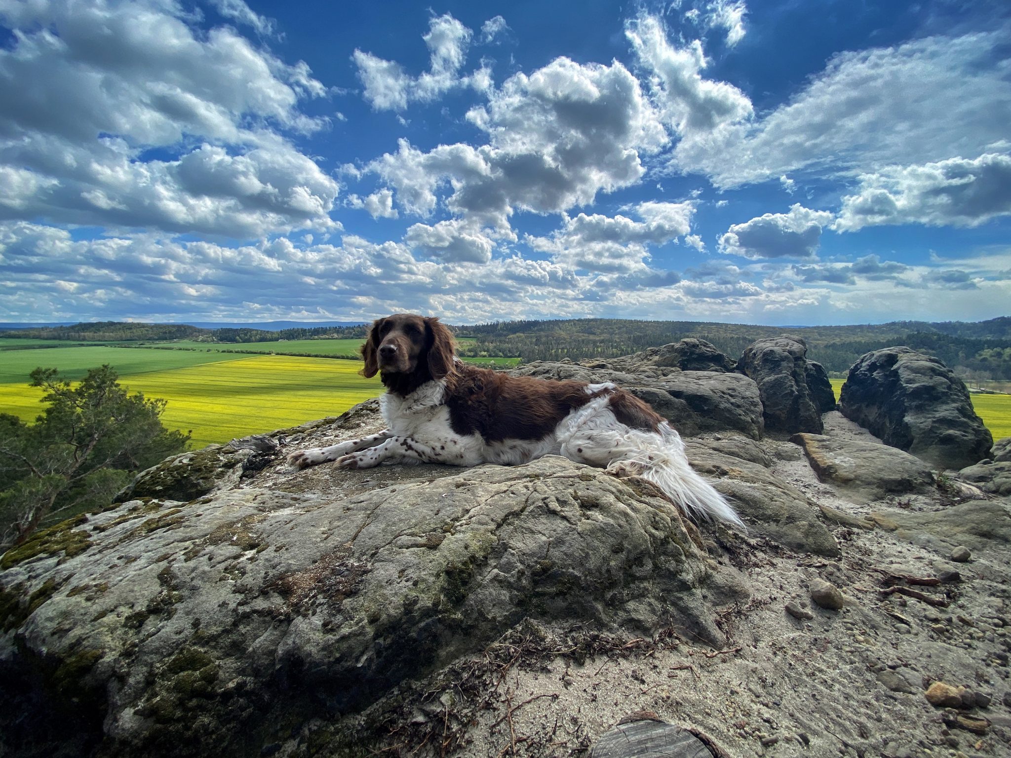 Wandern mit Hund Krähenhüttenfelsen