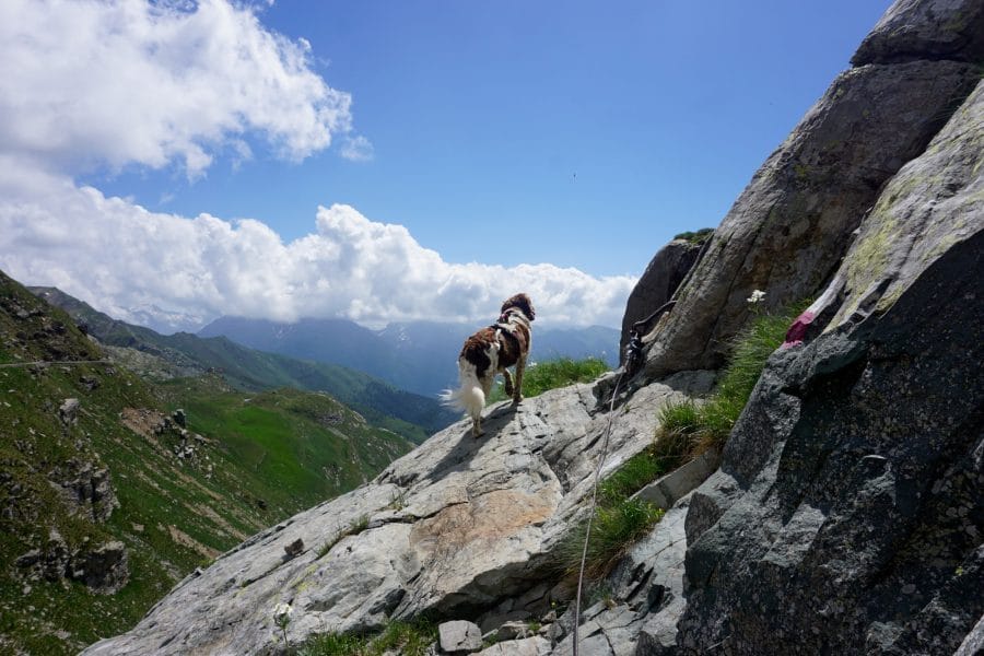 Hund Alpen