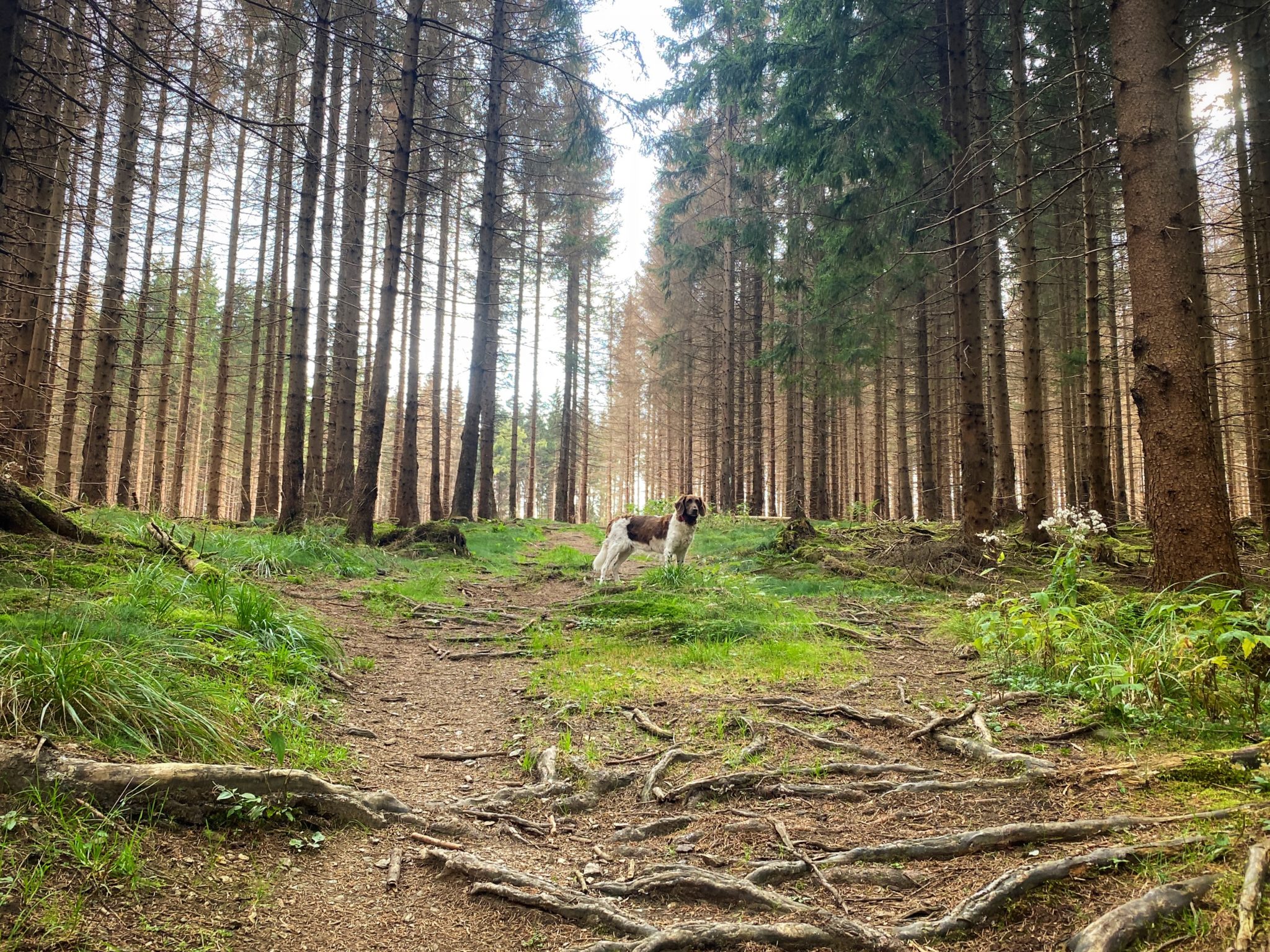 Hund steht im Fichtenwald Südharz mit Hund