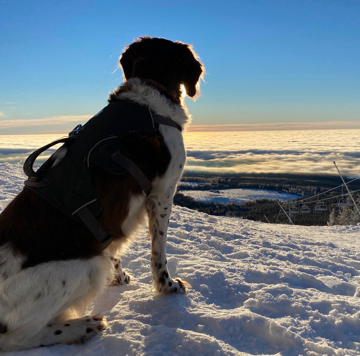 Hund im Schnee Winterwandern im Harz