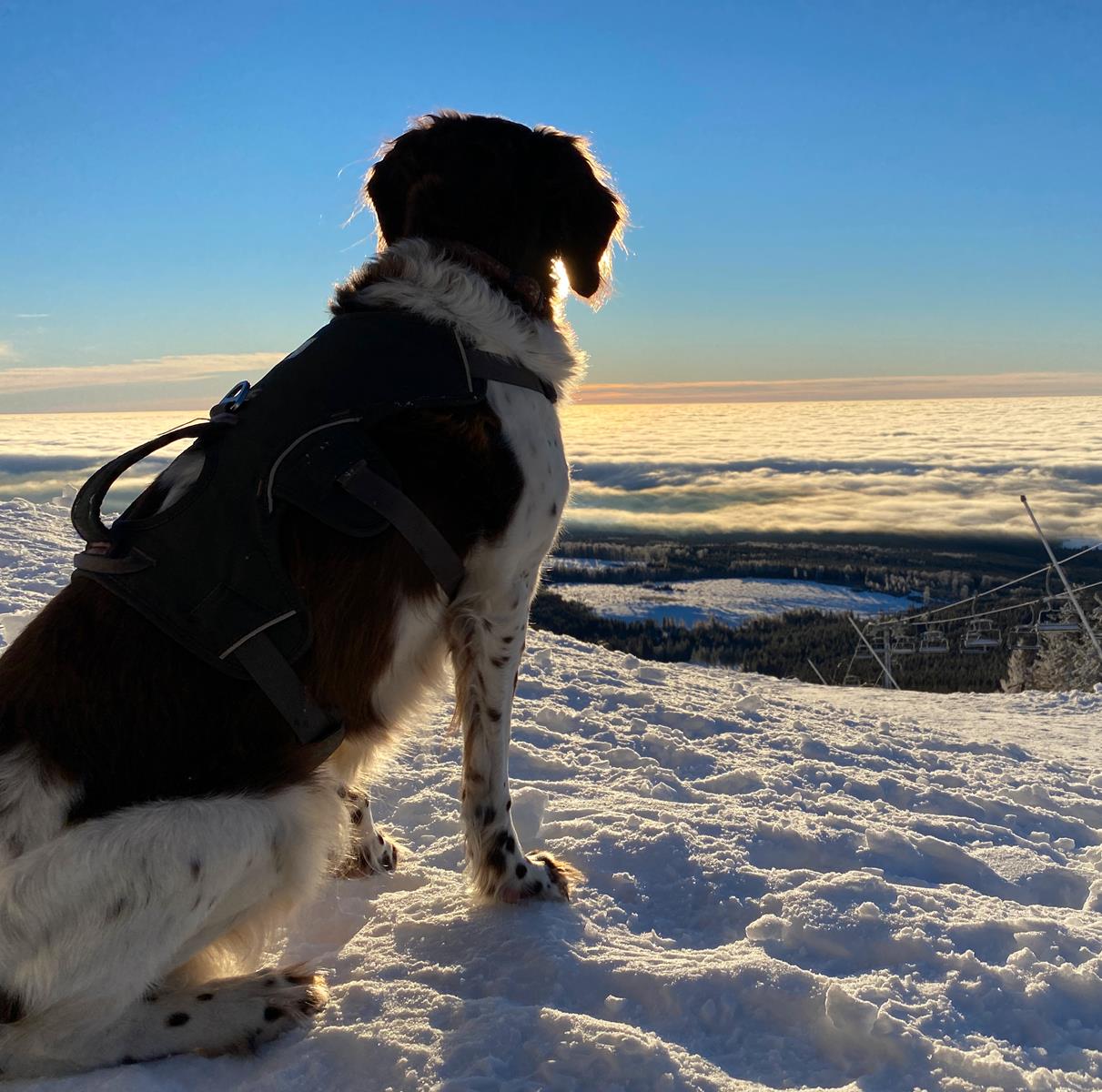 Winterwandern im Harz