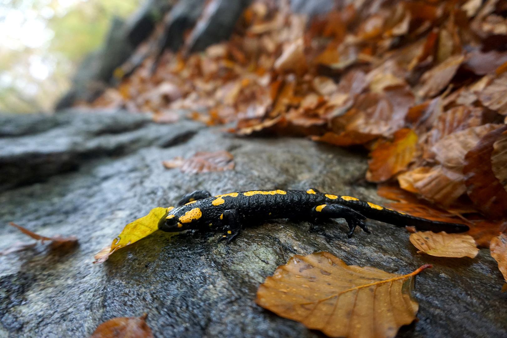 Feuersalamander im Tessin