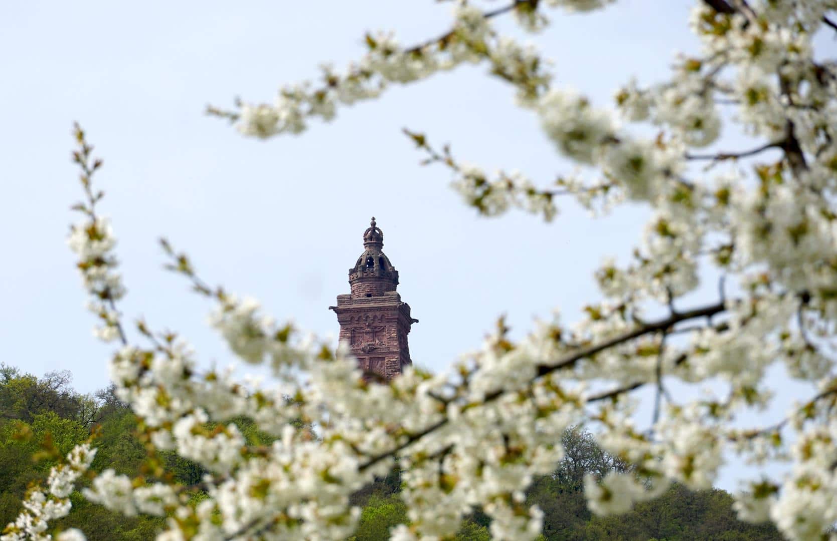 Kyffhäuserdenkmal durch die Obstbaumblüte erblickt
