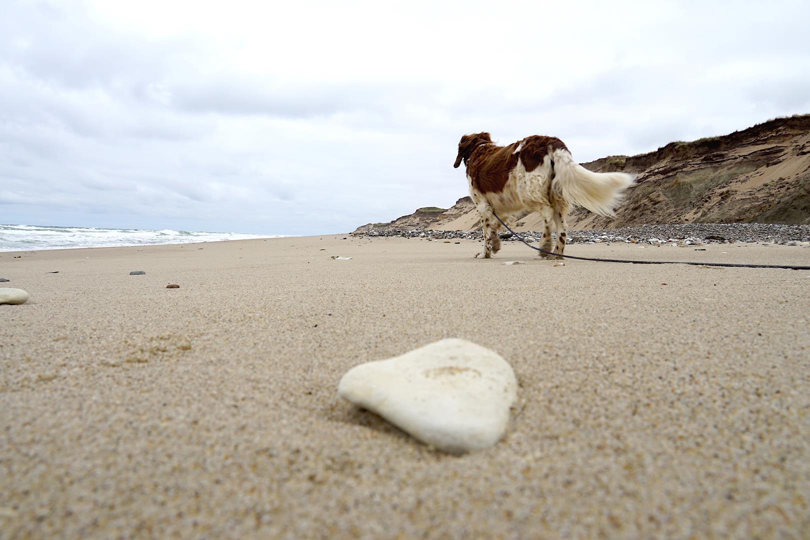 Hund am Strand