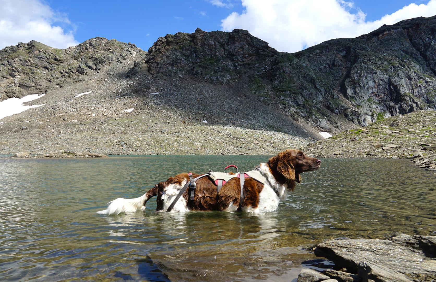 Hund in den Bergen 