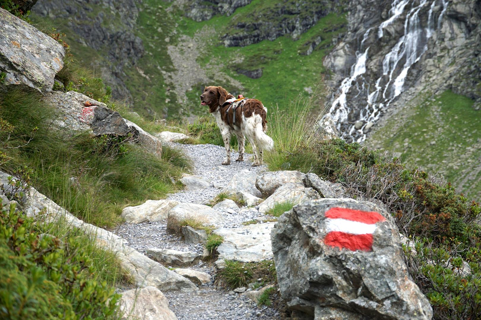 Ötztal Trek Hund